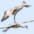 Sandhill Cranes (Antigone canadensis) aerial, Platte River Valley, Nebraska, USA